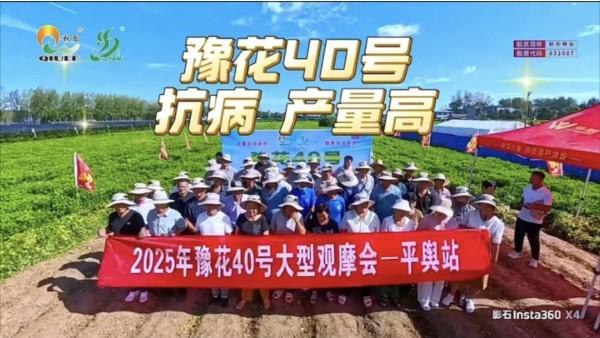 豫研科技 天下——豫花40号花生品种豫南地区观摩会在平舆县召