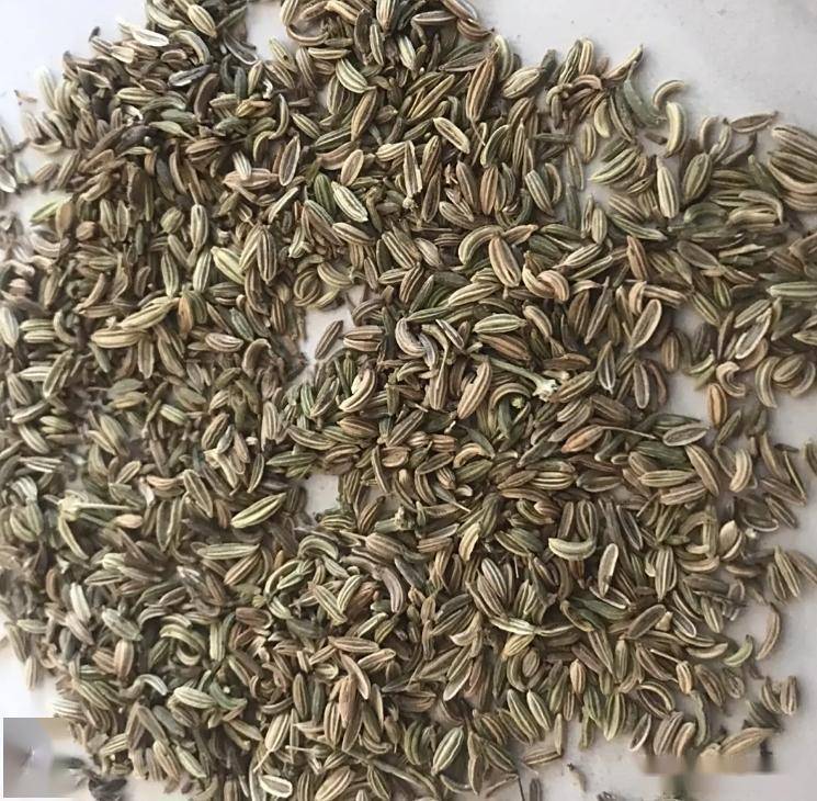 小茴香什么时候播种最好？按这 3 个‘反季时段’播出苗率超 