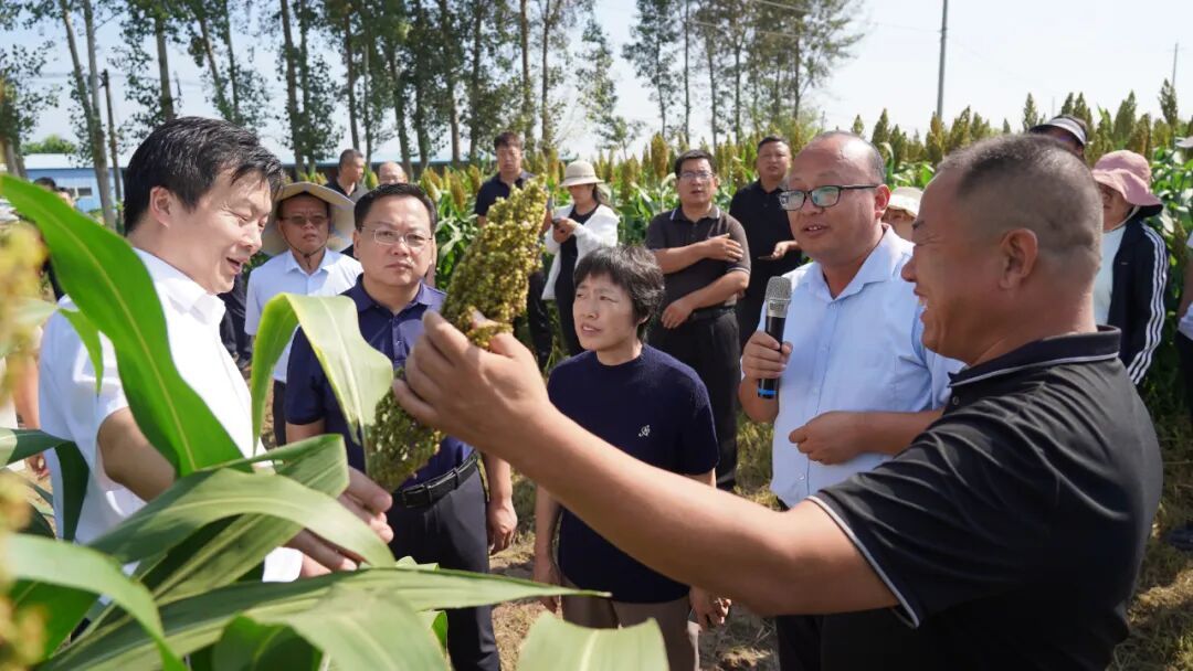 山东省酿造高粱产业研讨暨现场观摩会在古贝春集团隆重举行