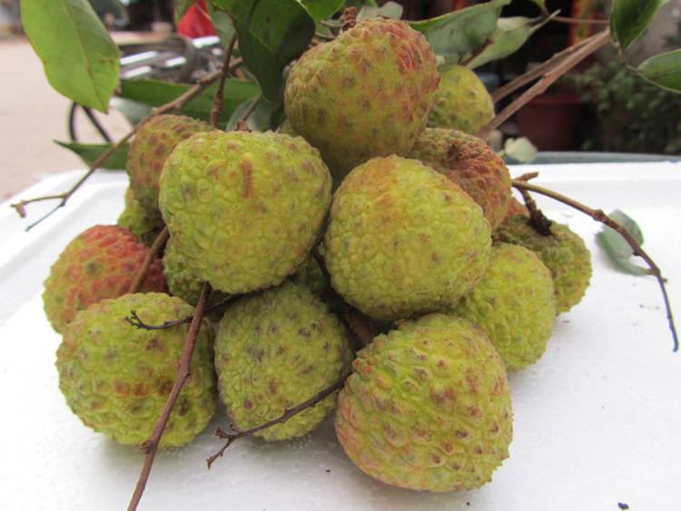 无核枣的形成与果皮木质素的积累有关