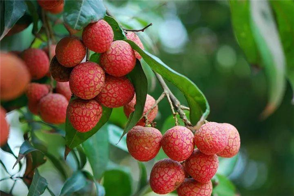 花垣镇马道子村葡萄熟了 串串“翡翠”甜醉初秋