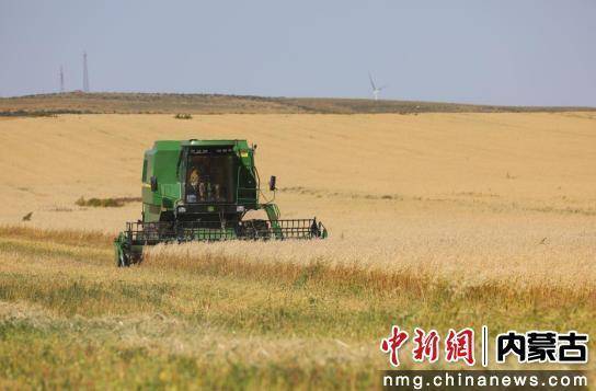 秋日丰收图景 四子王旗5000亩燕麦田开镰