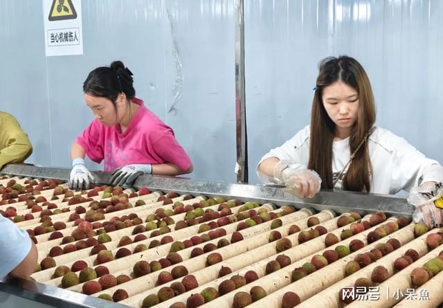 后天高温杀到！合江晚熟荔枝抢收这几招关键得记牢