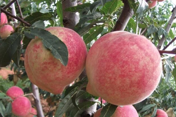 泾川：多元发展赋能乡村振兴