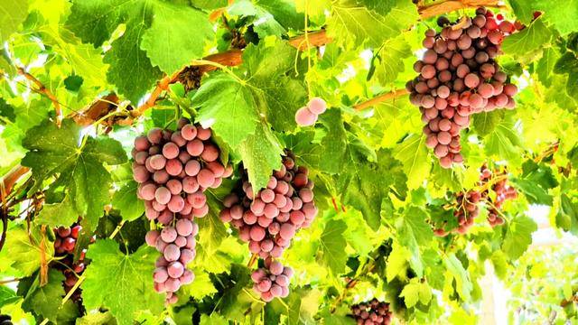 【乡村行·看振兴】高台：葡萄“甜蜜”满园 产销“旺”季来