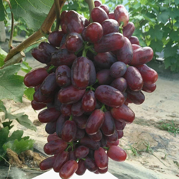 上海市人民政府新闻办公室