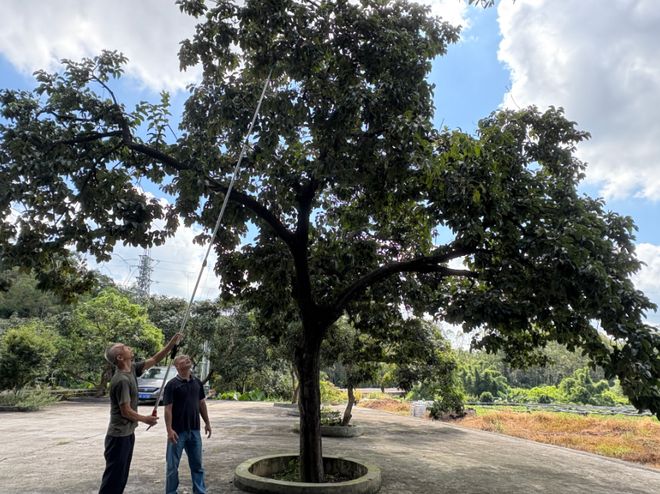 柿红似火！这里一棵老树年产500斤！