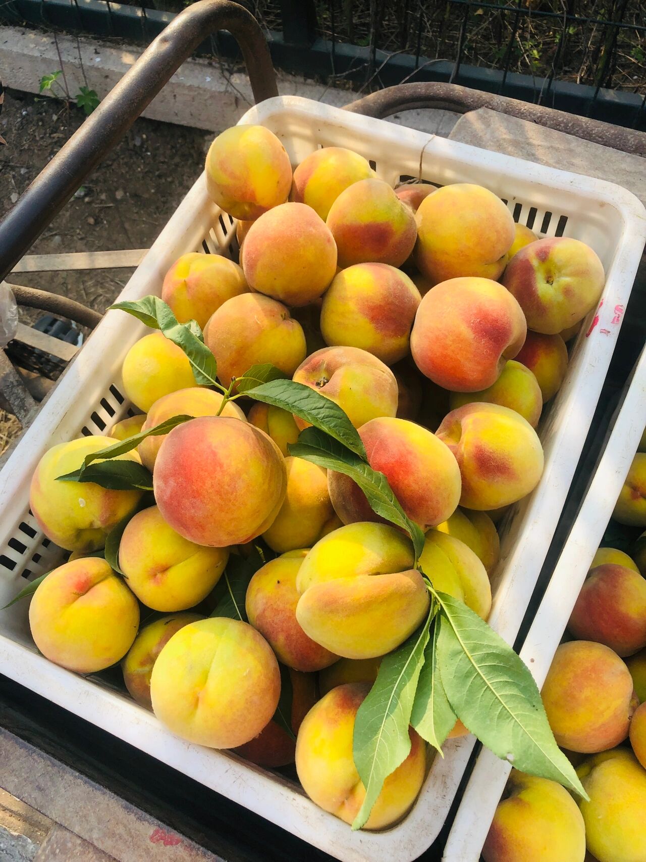 元江：巧用“时间差”助群众增收