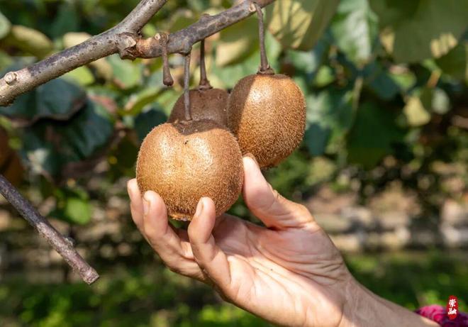 熟了！崇明地产猕猴桃上市