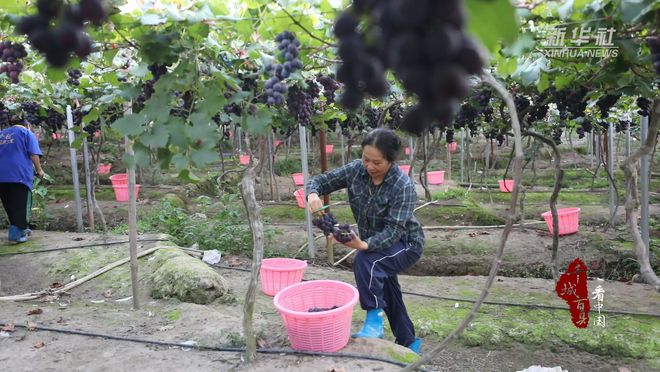 千城百县看中国｜福建寿宁：高山晚熟葡萄喜迎丰收