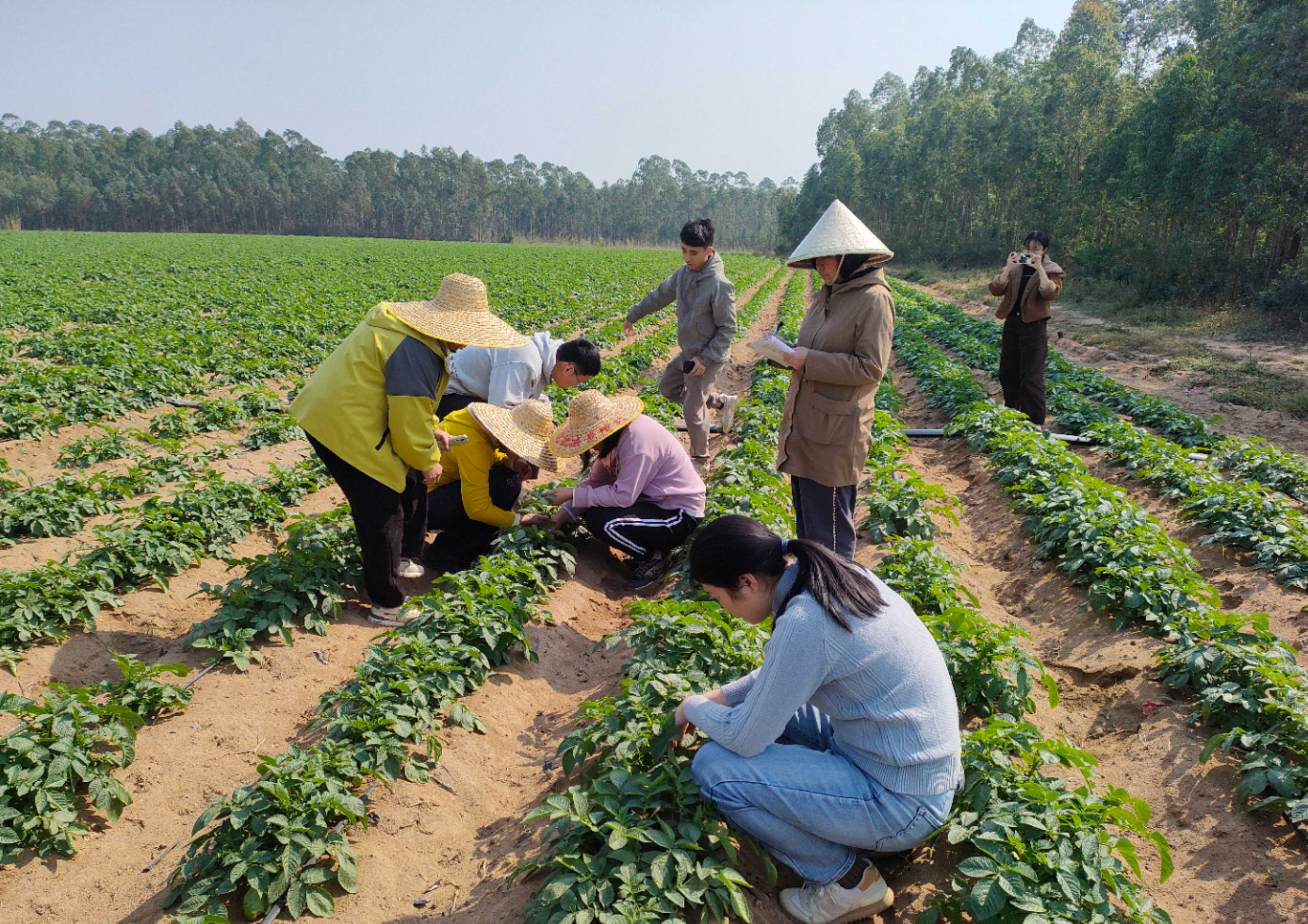 北海市农业技术服务中心开展甘薯及“三颗菜”病虫害田间调查